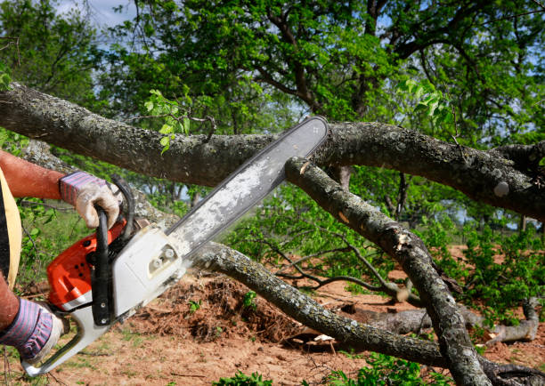 Best Stump Grinding and Removal  in St Leon, IN